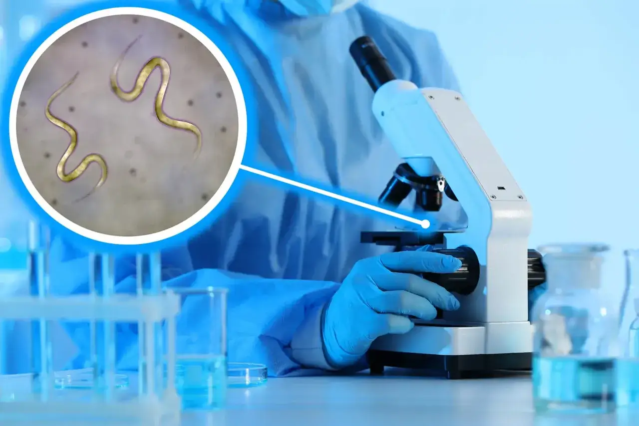 Mikroskop odkrywa obecność owsików w kale. Badanie laboratoryjne pokazuje pasożyty.